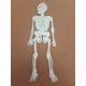 8 PLASTIC SKELETONS - 15CM